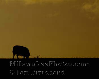 Photograph of Sheep Silhouette from www.MilwaukeePhotos.com (C) Ian Pritchard